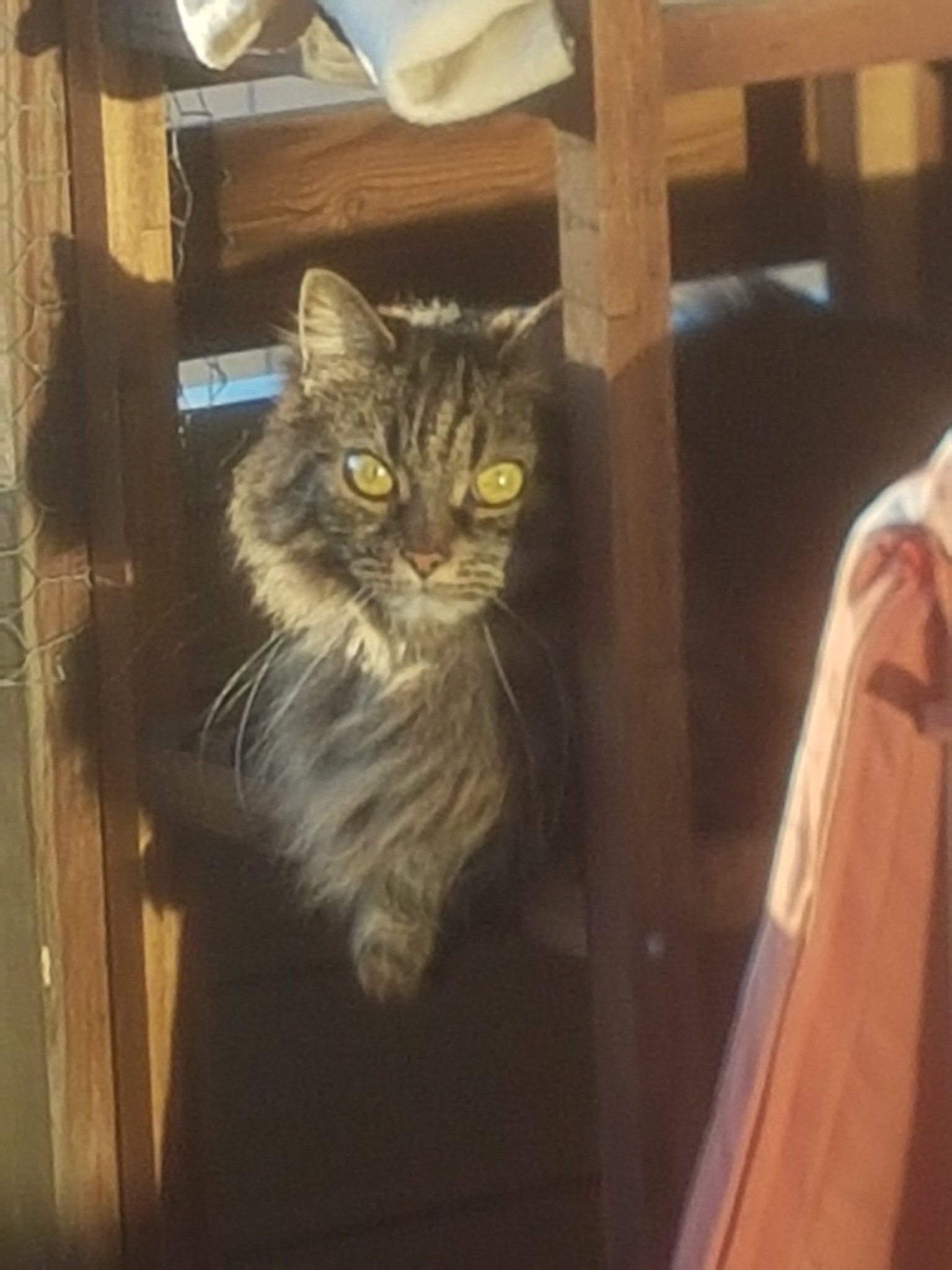 Bella